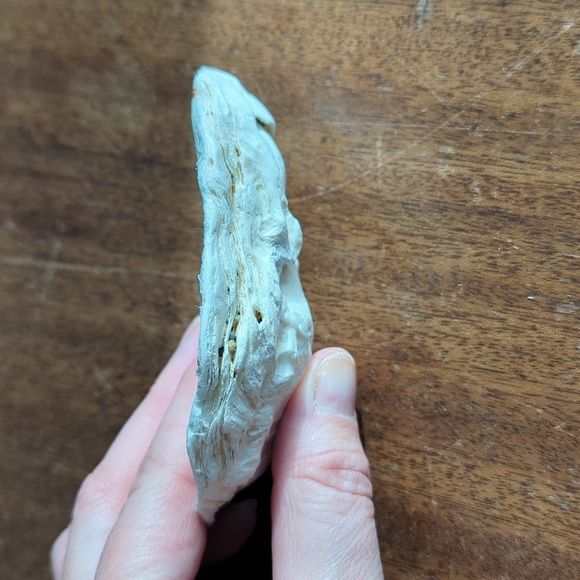 Decorative Shells - Picture 8 of 9